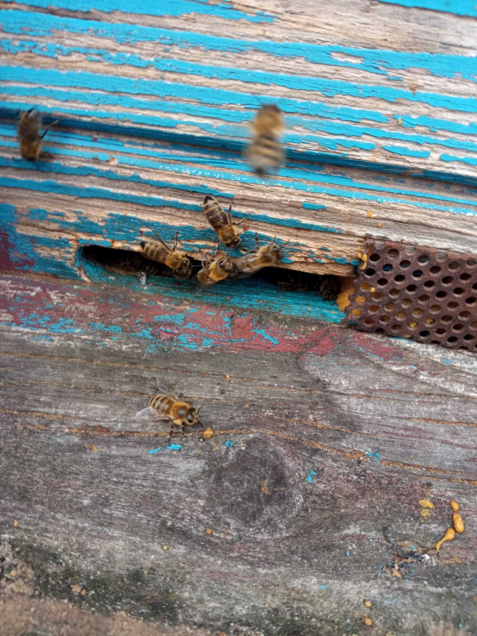 Pszczoły Sklenar