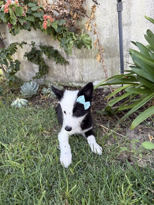 Border collie Preta e branca