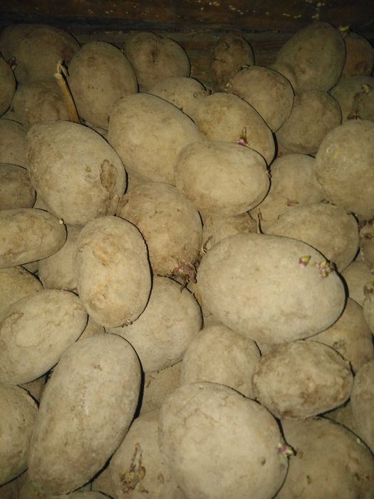 Sadzeniaki ziemniaka RICARDA
