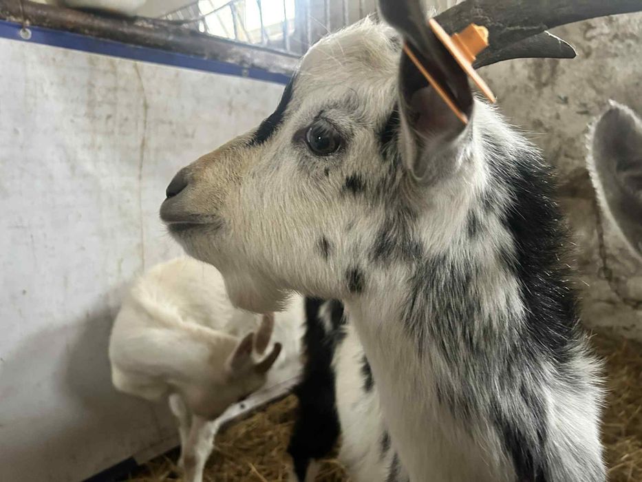 Capek z lipca 2025 zarejestrowany