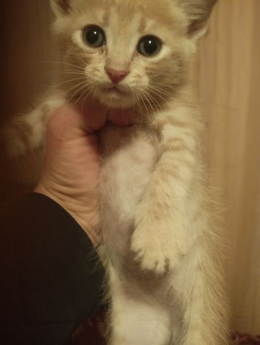 Отдам даром котят