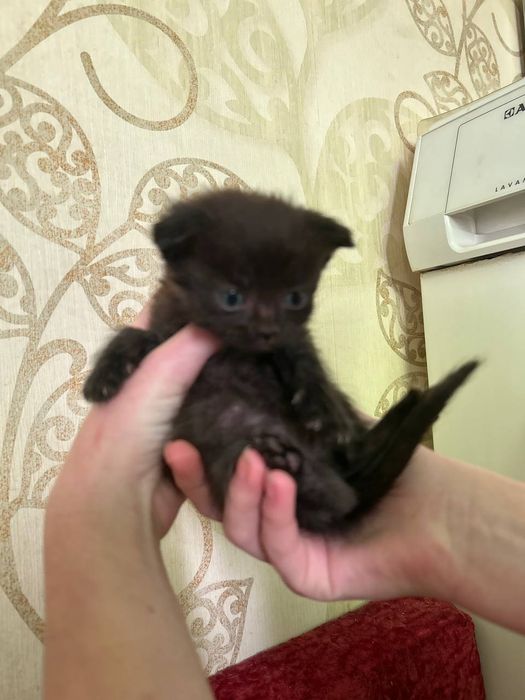 Кіт висловухий Вінниця