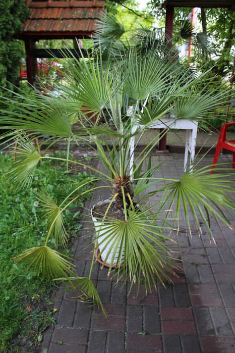 palma ogrodowa szorstkowiec