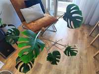 Monstera kwiat doniczkowy