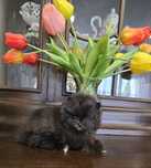 Sunia Szpic miniaturowy pomeranian
