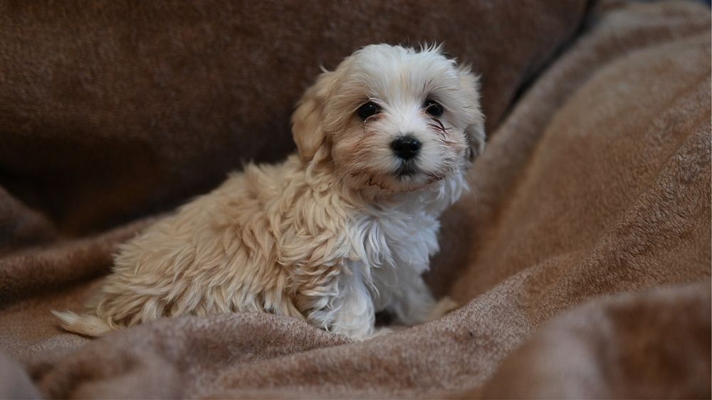 Szczeniak maltipoo