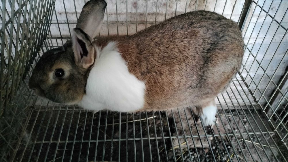 Vendo coelho adulto