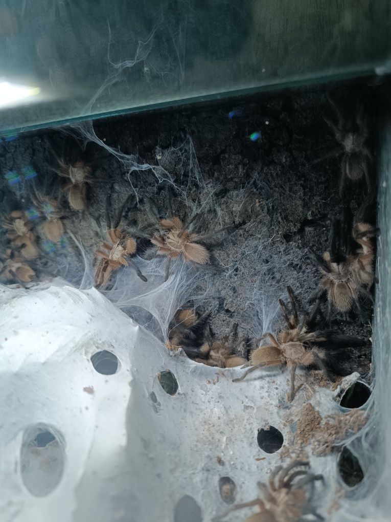 Pająk ptasznik Monocentropus balfouri