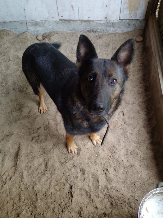 Pies do adopcji w typie owczarka