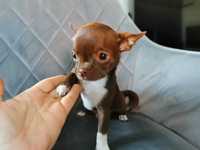 Uroczy czekoladowy szczeniaczek chihuahua urodzony 26 lutego szuka now