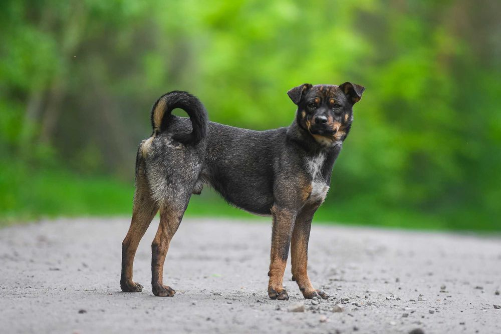 Nankin - nieduży młodziak szuka swojej rodziny