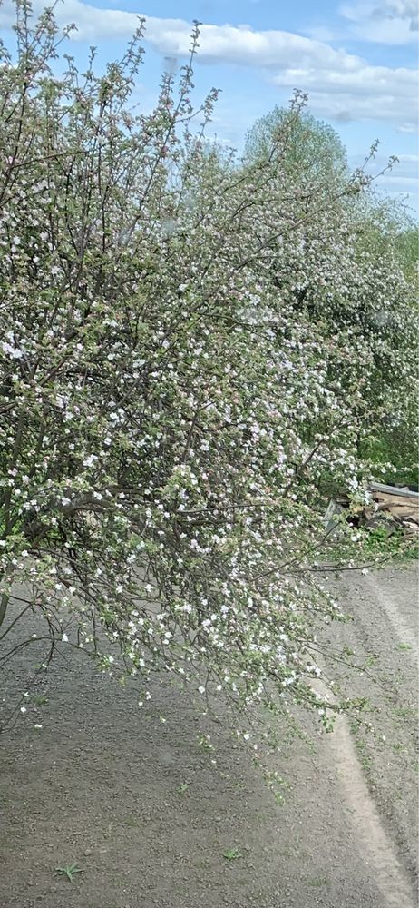 Вільні земельні ділянки в с/т «Міраж»