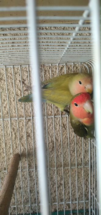 Casal de agaponis de 2024