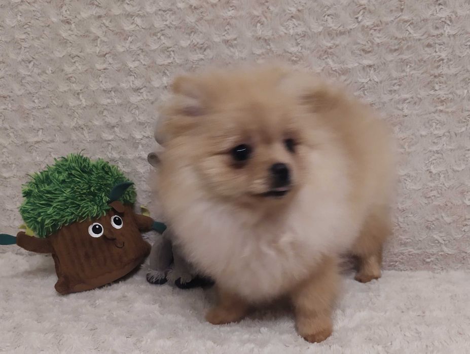 Szpic Miniaturowy (Pomeranian) - piękny piesek