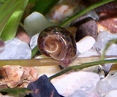 Акваріумний молюск котушка, акваріумний равлик