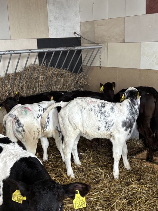 Sprzedam byki samodzielne