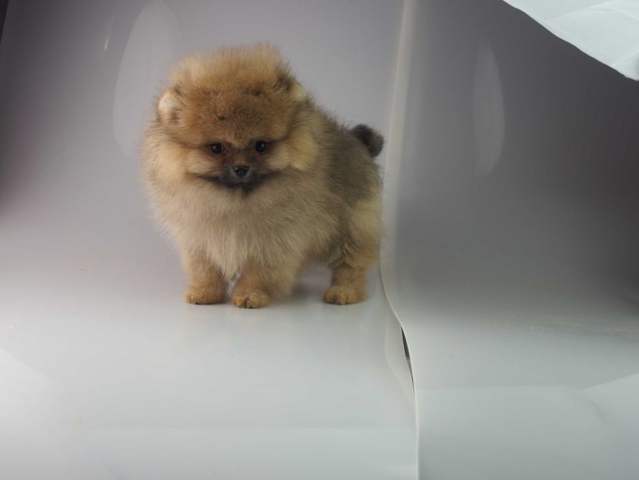 POMERANIAN piesek  FCI  Szpic miniaturowy paszport