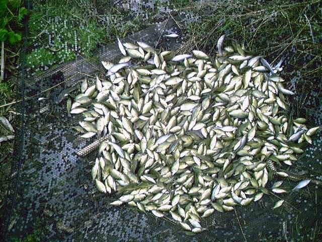 KARP OD 26cm DO 36cm cena 26-36zł 1szt i inne amur sum węgorz