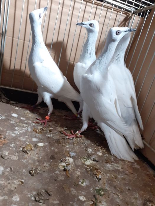 Srebrniaki wyloty samce/samice