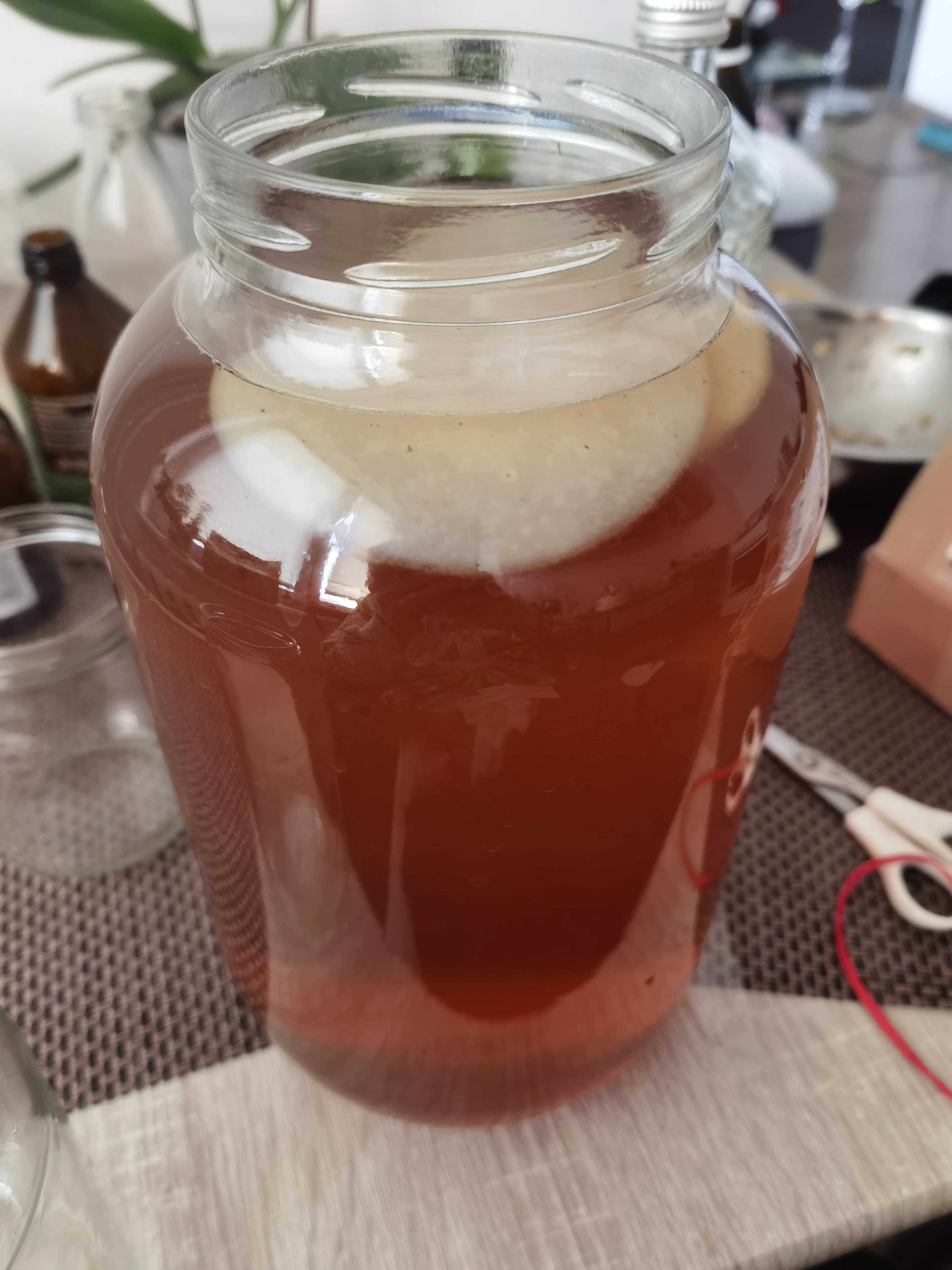 Kombucha starter grzyb herbaciany scoby