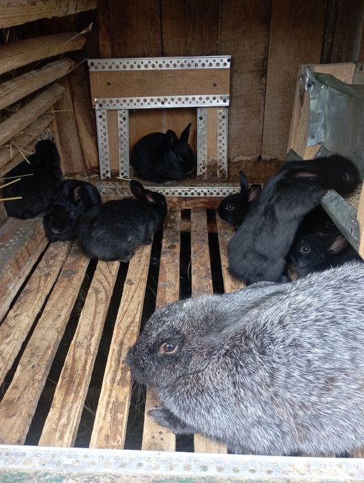 Кролики Полтавське Срібло!