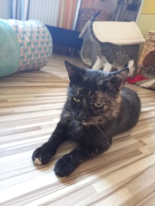 Mam cukrzycę co zmniejsza szanse na dom :(