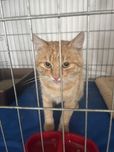 Adoptuj Kazia z urodą!