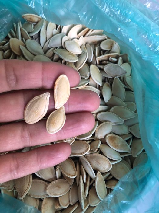 Семена     тыквы