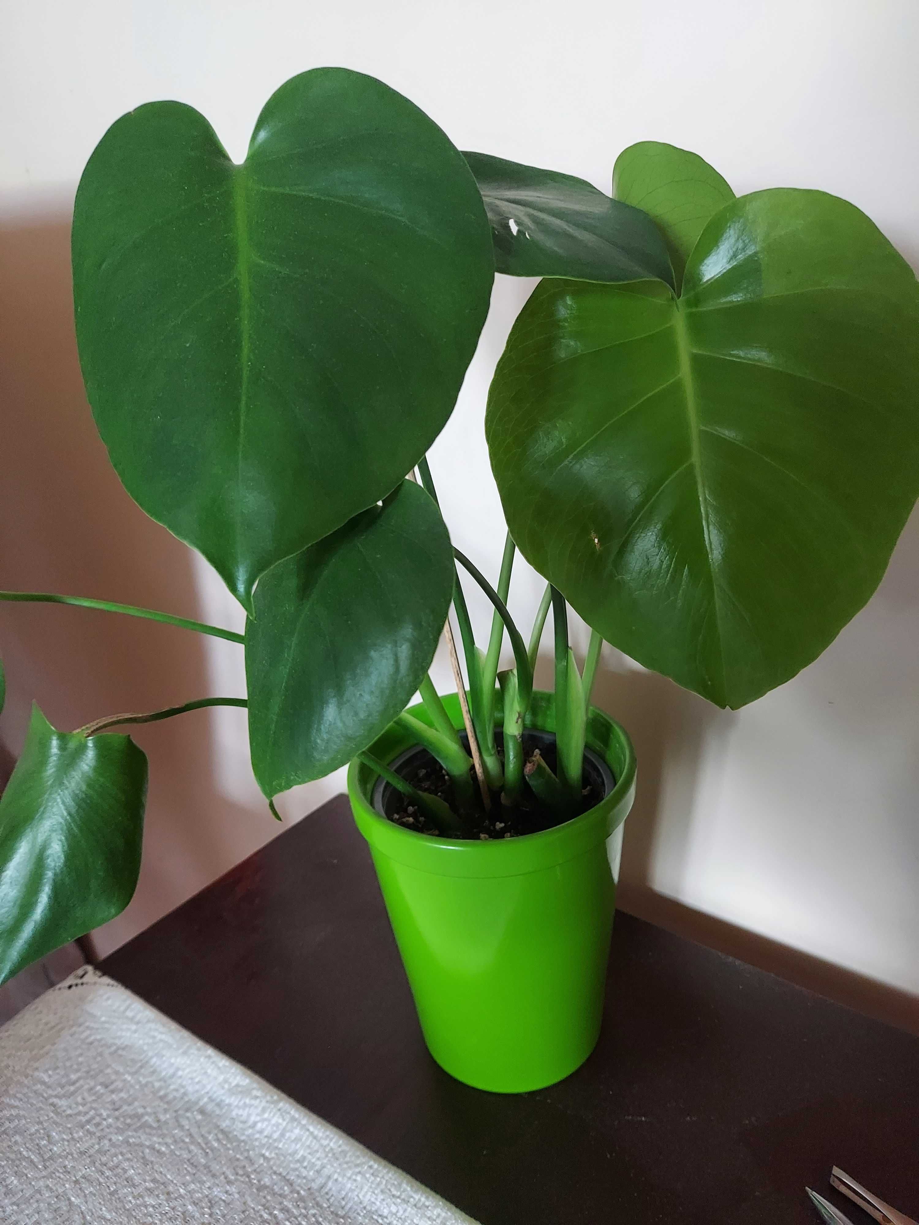 Młoda monstera w ceramicznej doniczce
