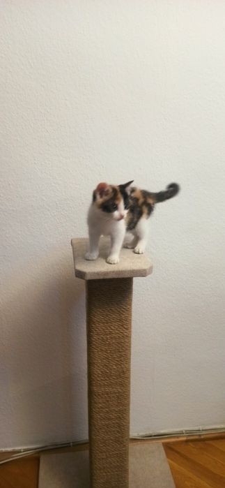 Solidny duży drapak dla kota 80 cm - naturalna lina jutowa