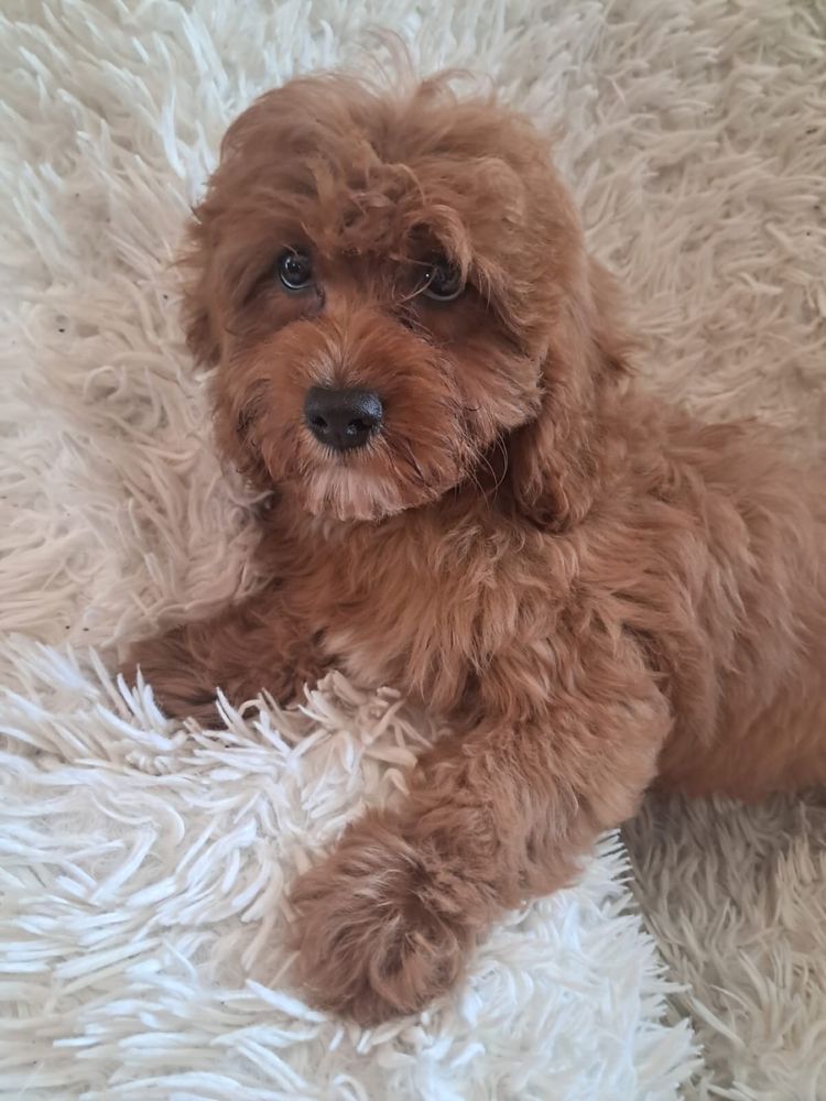 Cavapoo piesek red, mama cavalier tata pudel toy red