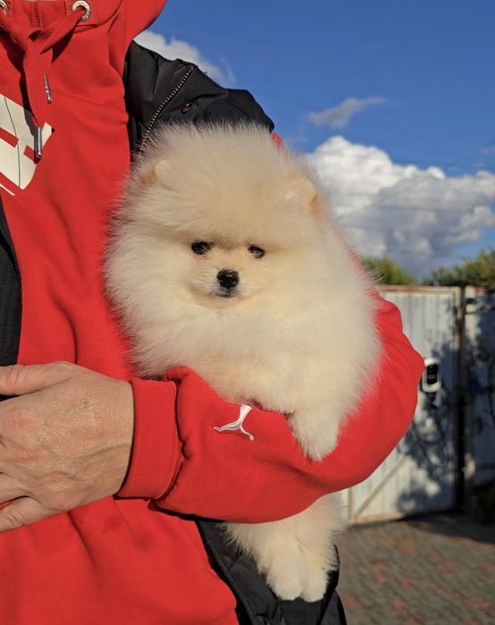 Плюшеві красунчики.