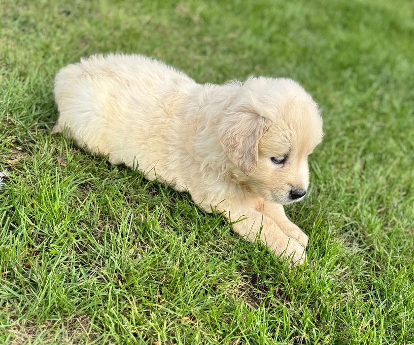 Golden retriever