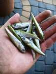 Woblery Boleniowe Bezsterowe LUKI LURES Top SCAR 6,5cm 10g Kotwice BKK