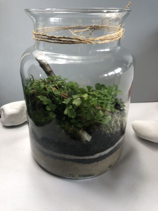 Las w szkle Lasy w bańce, słoiku, ekosystem