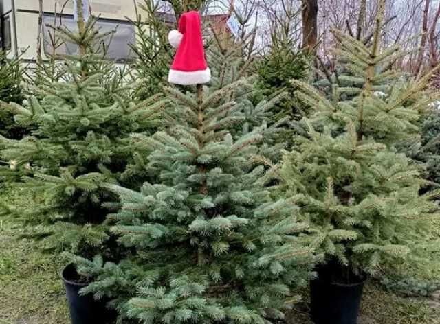 drzewka choinki jodła świerk Poznań z dowozem