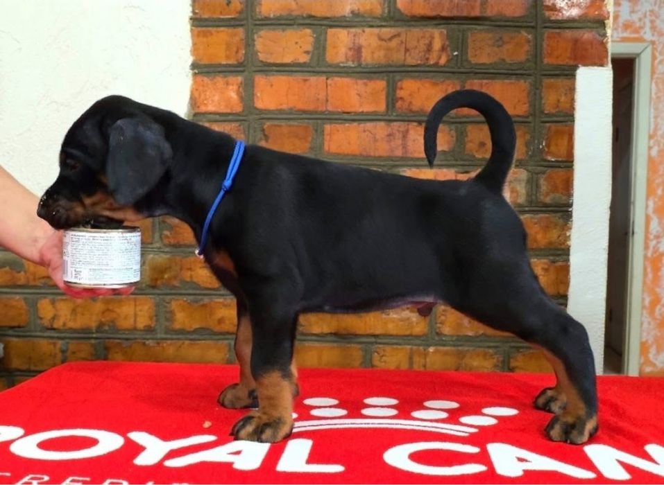Найкращий малюк породи доберман
