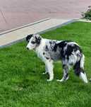 Border Collie piesek