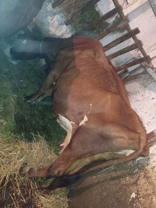 Krowa 9 lat cielna na 15 listopada