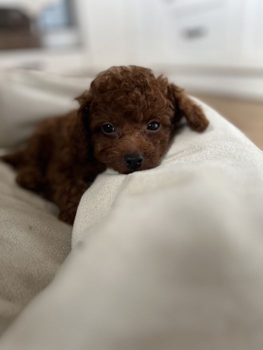 Pudel toy ciemny red chinskie pochodzenie