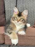 Stark-kocurek Maine Coon