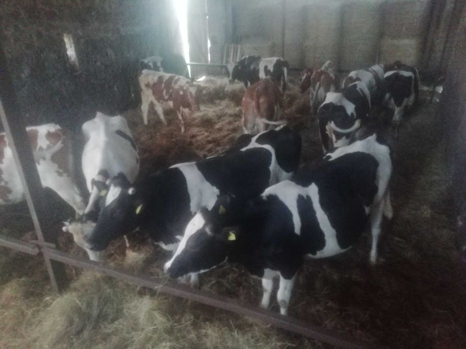 Krowy mlecznei jałówki cielne