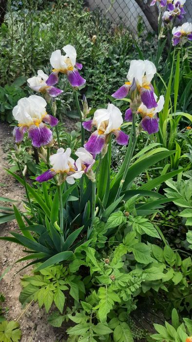 ирисы двухцветные