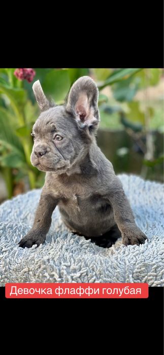 Флаффи! Голубая малышка!
