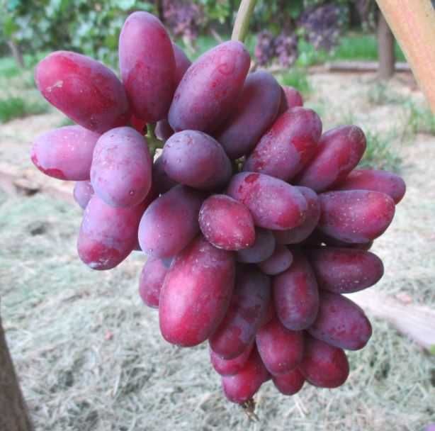 Черенки и саженцы  винограда