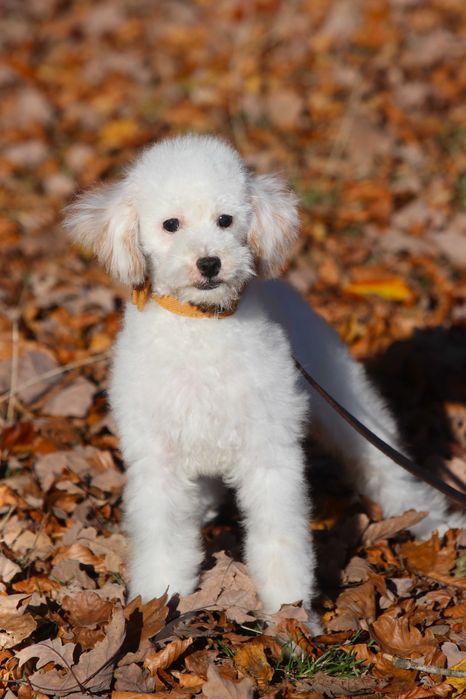 Maltipoo Biały Samiec chłopak Toy pudel