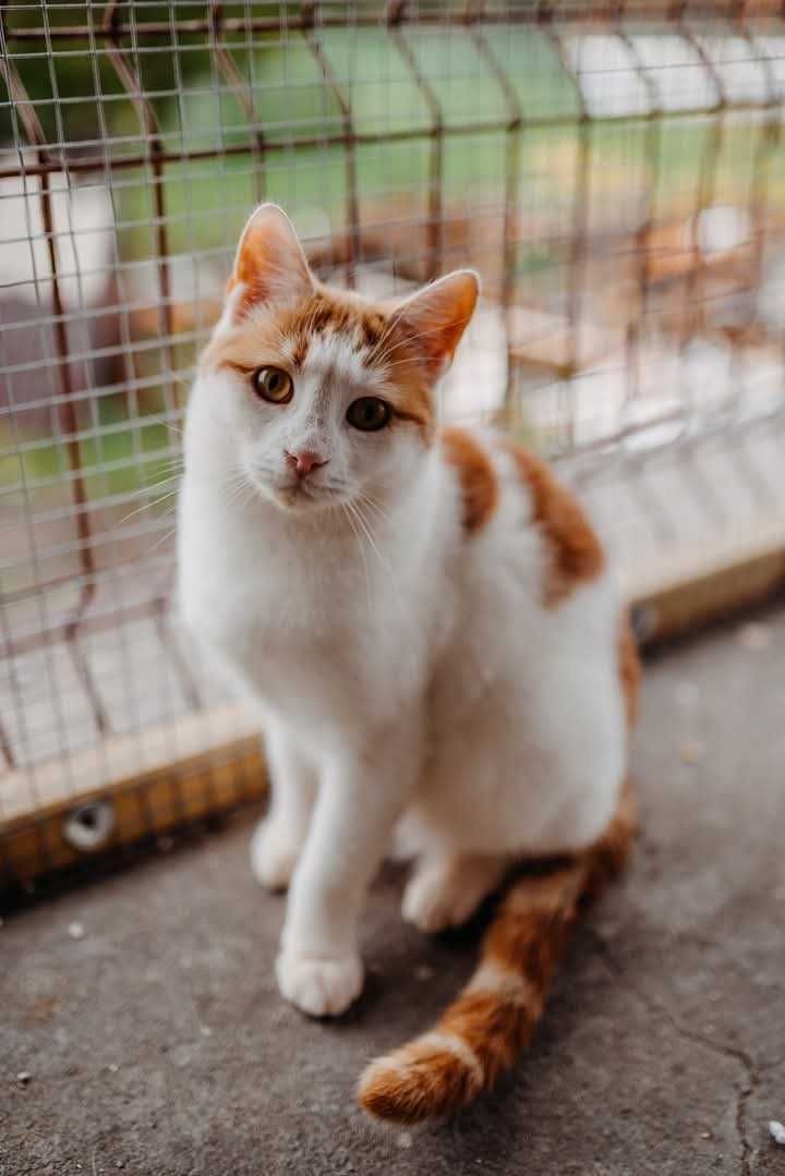 Kochany rudy kocurek do adopcji! Kot nigdy nie mial domu!