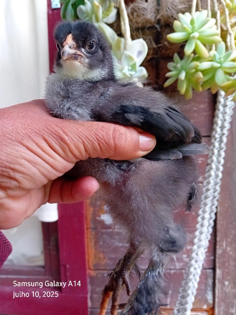 Para mudar de capoeiro  pintinhos Brahma com  20 dias