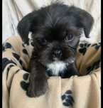 Szczniaczki po shih tzu
