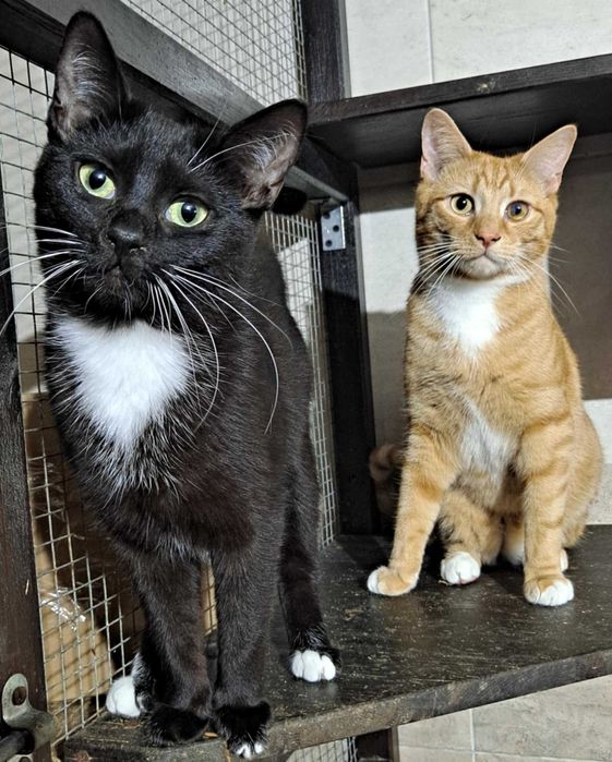 Nelson i Emma ok 8 mcz śliczne rodzeństwo czeka na adopcję Hotel u Leo